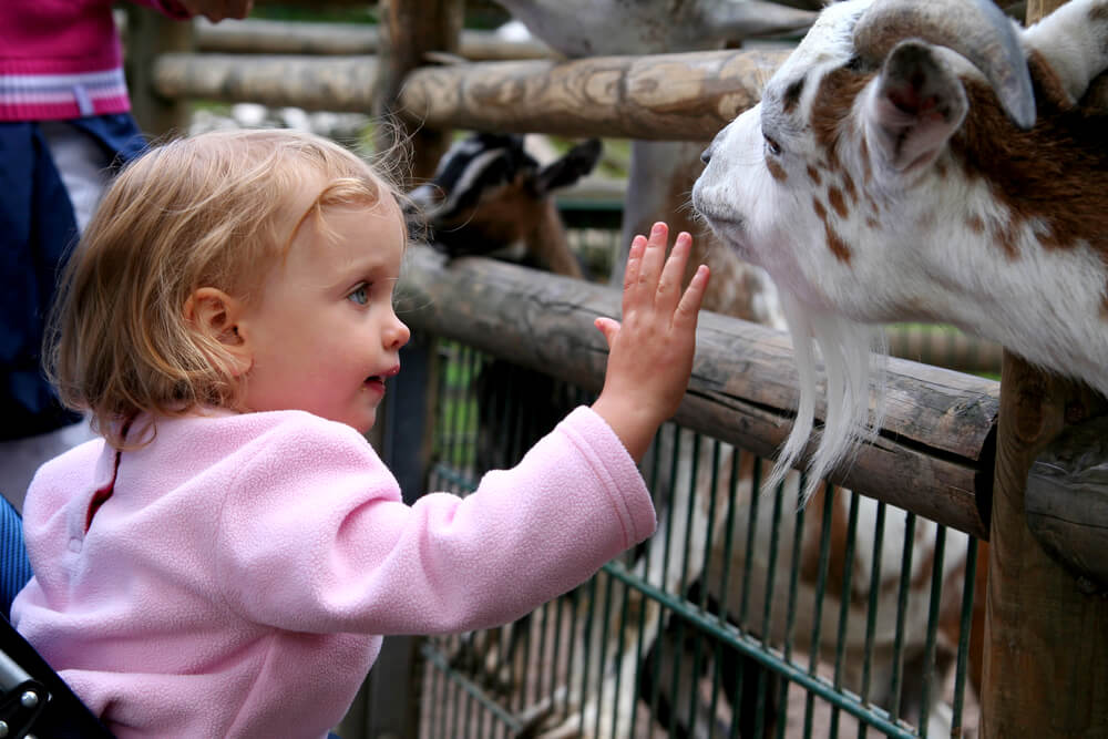 Der Besuch im Zoo ist bereits für die Kleinsten ein absolutes Highlight und das ideale Ausflugsziel für die gesamte Familie